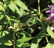 Botanical